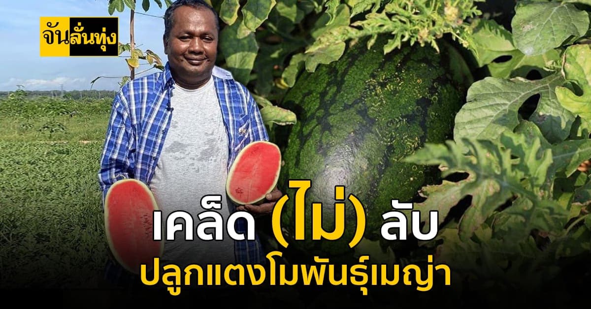 กุญแจสู่ความสำเร็จ! ปลูกแตงโมพันธุ์เมญ่า สายพันธุ์ดีพิมพ์นิยมของภาคใต้