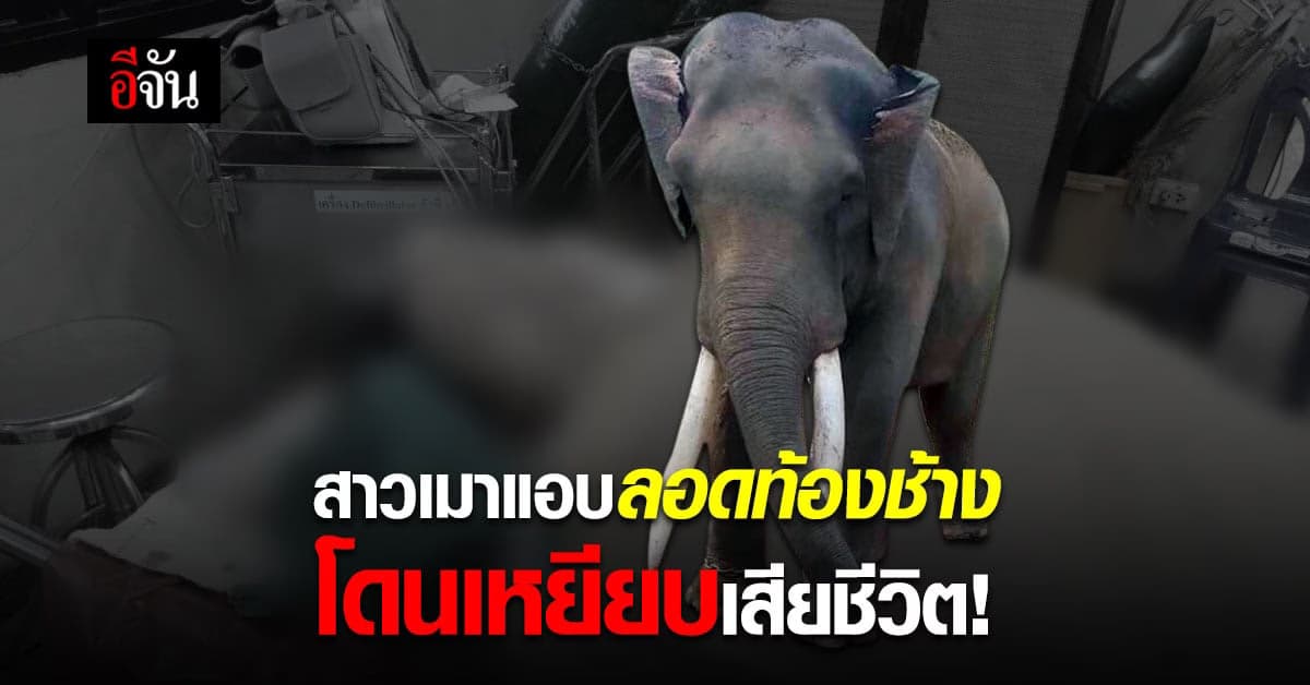 ช้างกระทืบสาวดับ ! คาด เมาแล้วแอบลอดท้องช้าง หวังสะเดาะเคราะห์