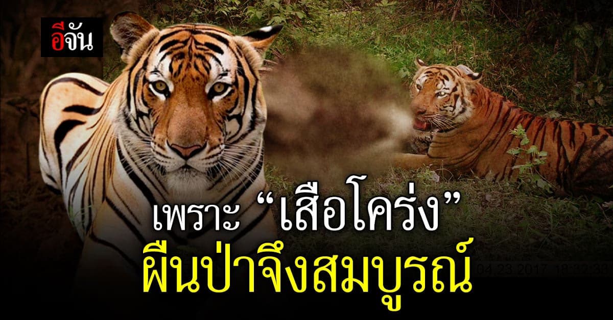 ผืนป่า และ สัตว์ป่า เกิดความสมดุล เพราะมี เสือโคร่ง