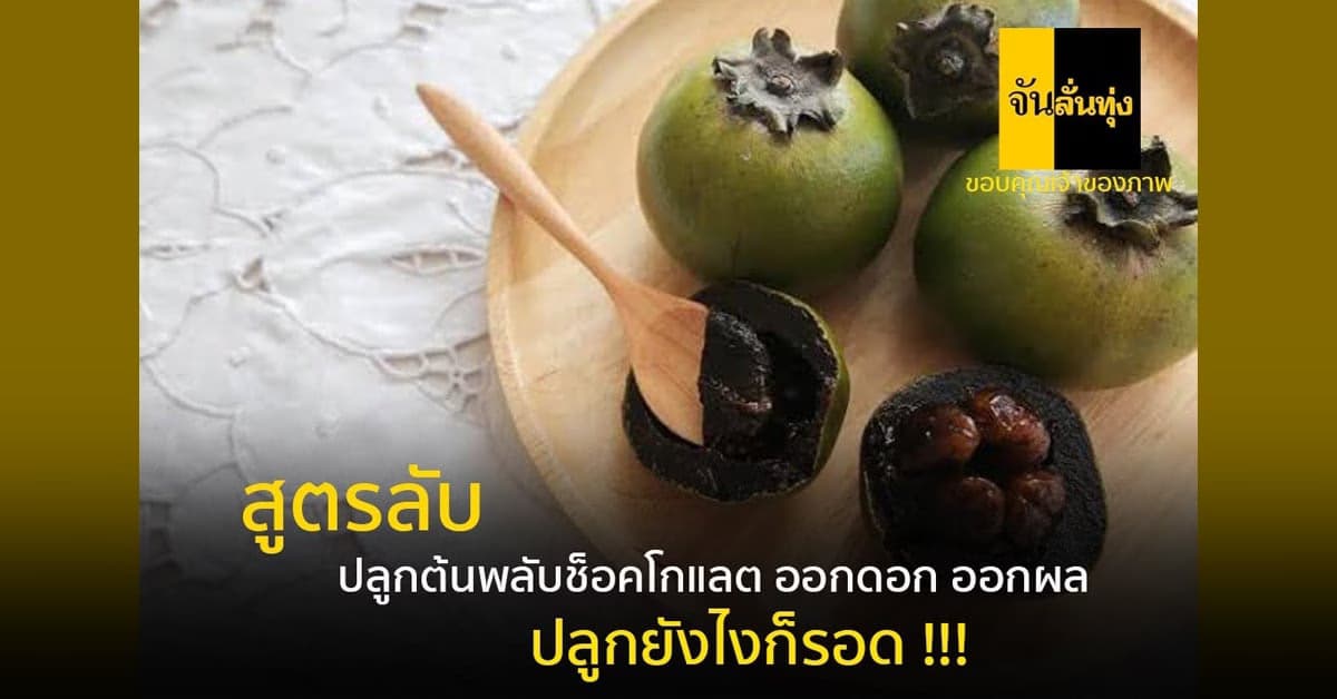 สูตรท้ายสวน ปลูกอย่างไร ให้พลับช็อคโกแลต  โตไว