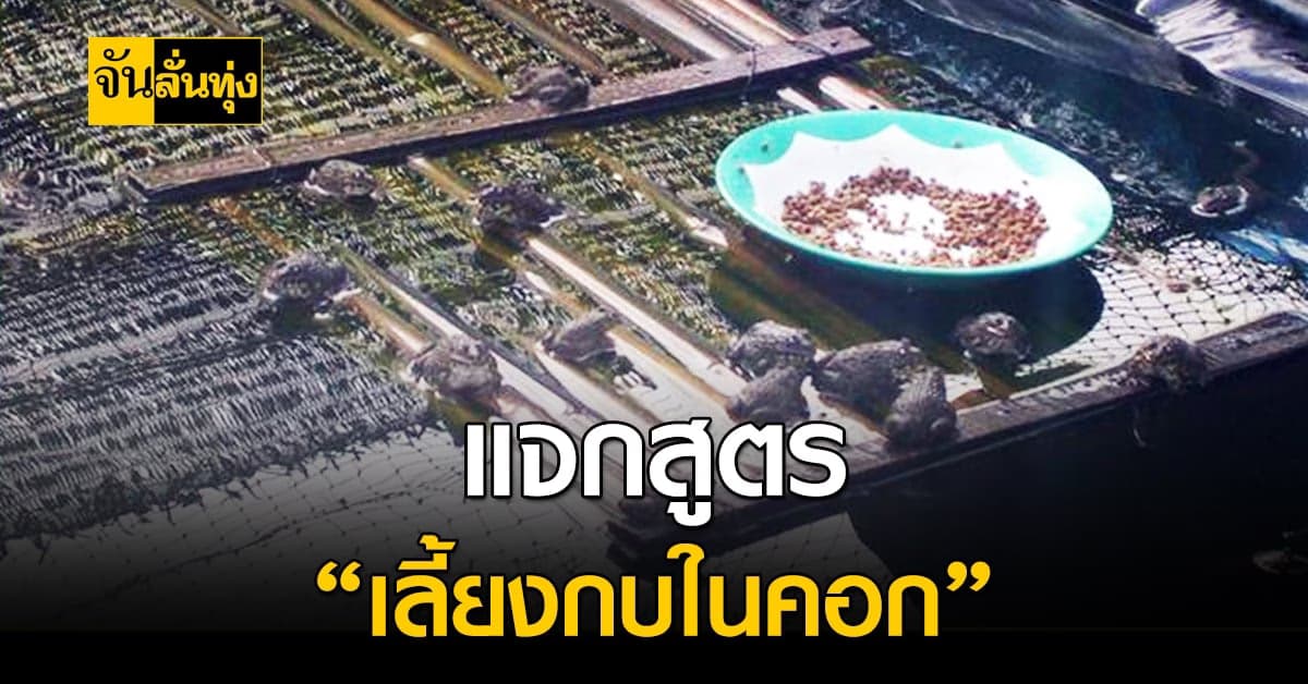 เกษตรไทยกับไอเดียเลี้ยงกบในคอก ลงทุนหลักร้อยก็สร้างอาชีพได้