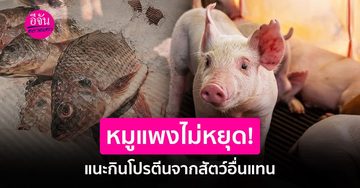 ไม่ง้อ!! เปลี่ยนวิกฤตหมูแพงมากินโปรตีนจากสัตว์อื่นแทน