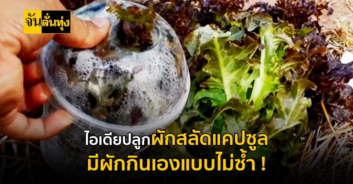 เปิดทริคการ ปลูกผักสลัดแคปซูล มีผักกินแบบไม่ซ้ำ !