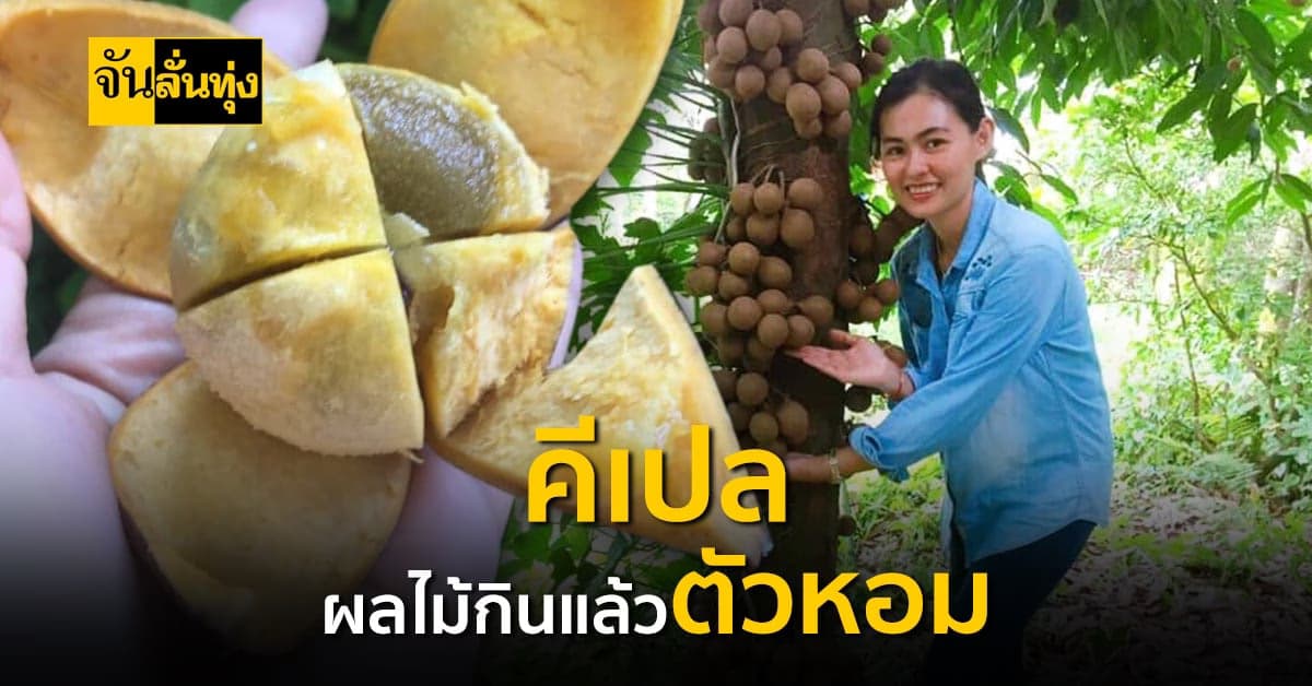 คีเปล ผลไม้มหัศจรรย์ กินแล้วตัวหอม ราคาไม่ธรรมดา หากินโคตรยาก