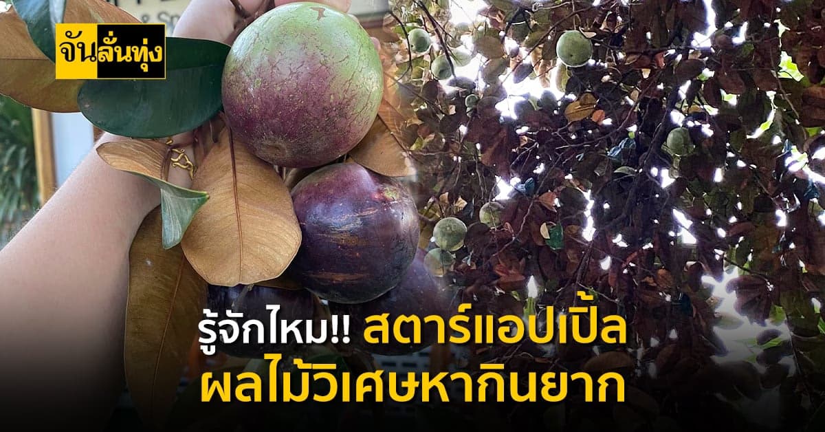 1 ปี มีครั้งเดียว “สตาร์แอปเปิ้ล” ผลไม้หายากแถมเป็นยาชั้นเลิศ