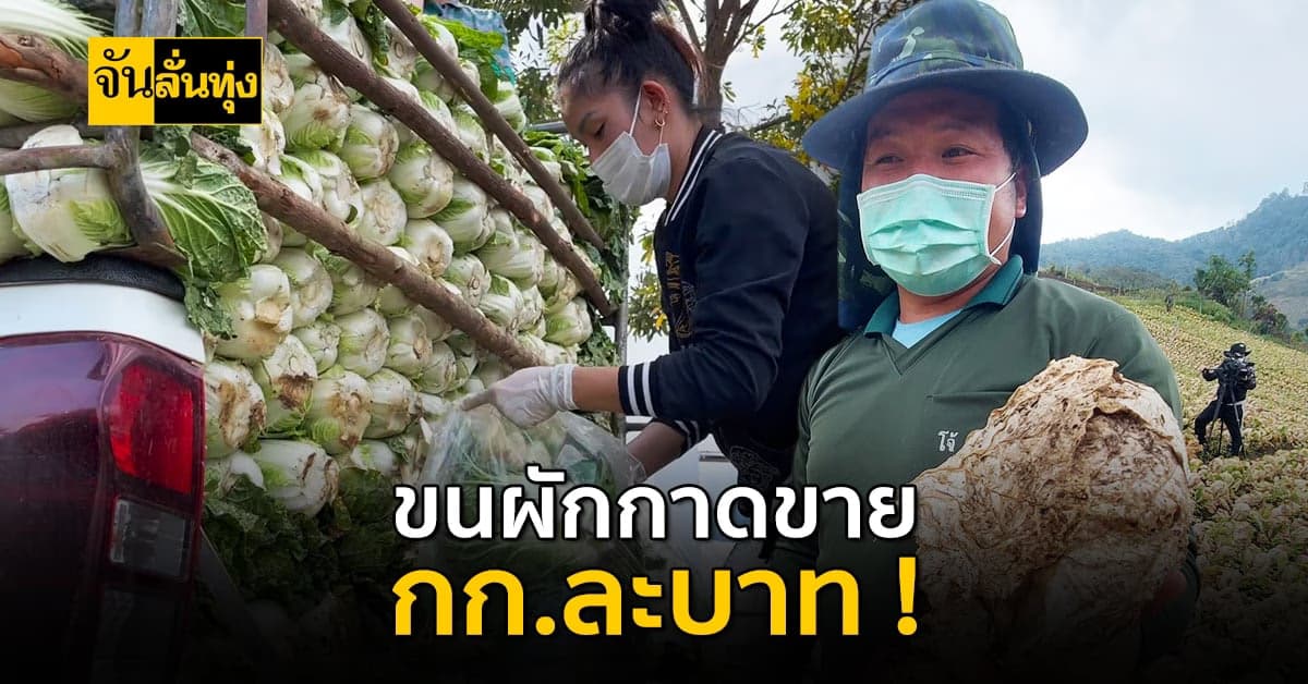 ชาวสวนขน ผักกาดขาว ขายกิโลละบาท !  เผย พืชผักจากจีนทำราคาดิ่ง