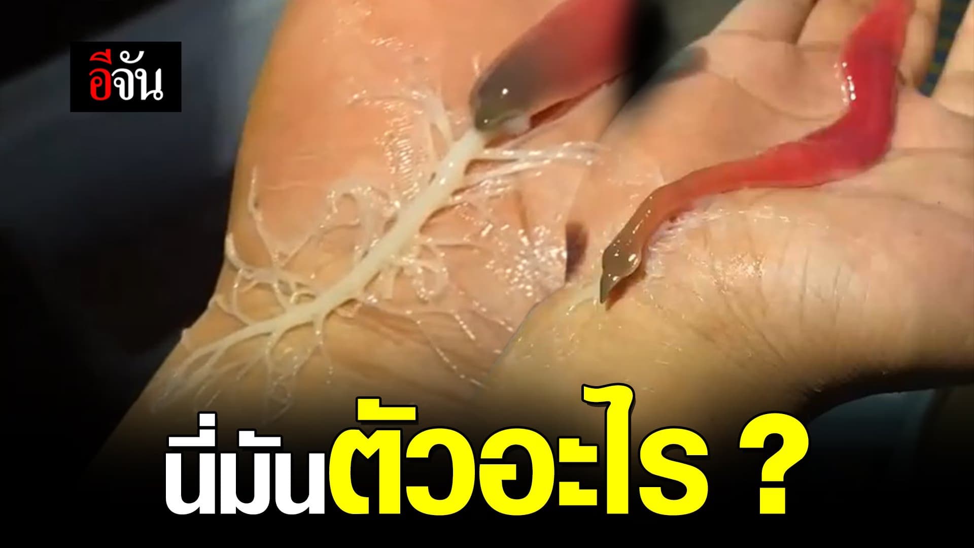 คลิป : นี่มันตัวอะไร?