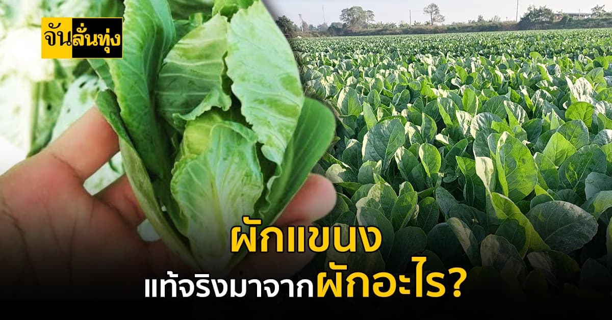 สรุปแล้ว แขนง คือผักอะไรกันแน่ ตามจันมาหาคำตอบเร็ว