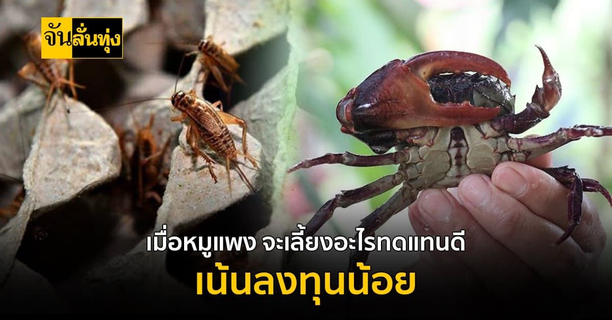 เจาะกลุ่มสัตว์เศรษฐกิจ เลี้ยงง่าย ลงทุนน้อย ตลาดต้องการ