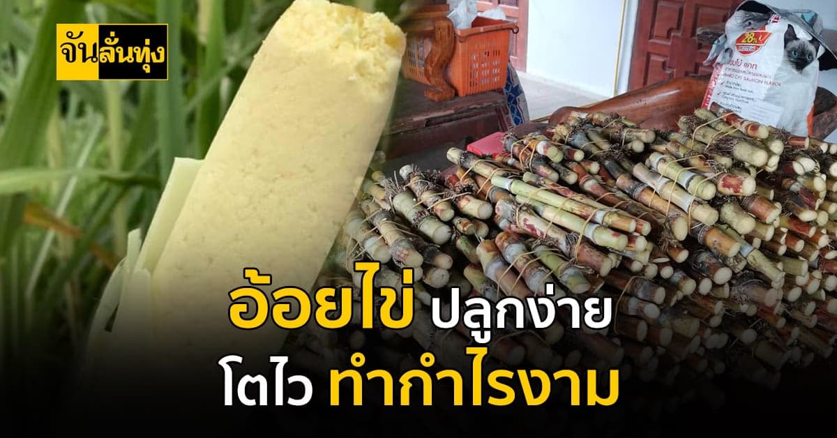 อ้อยไข่ปลา พืชเศรษฐกิจ ทนแดด ทนฝน ปลูกง่าย สร้างกำไรหลักหมื่นต่อเดือน