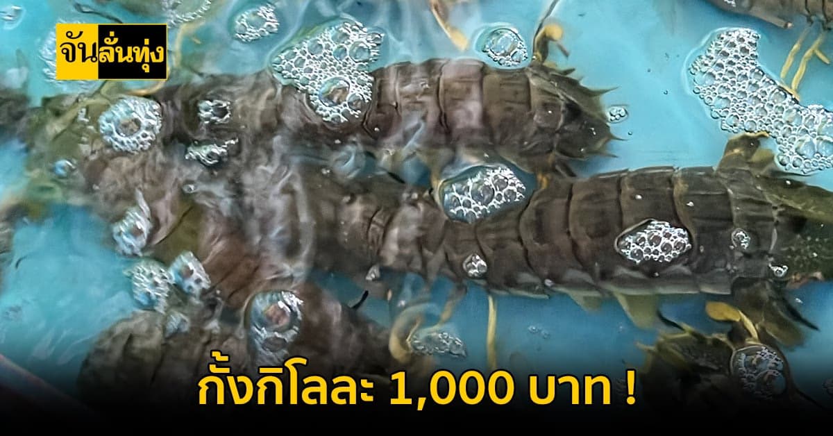 สุดปัง !  กั้งกิโลละพัน เหตุ ใกล้ถึงเทศกาลตรุษจีน