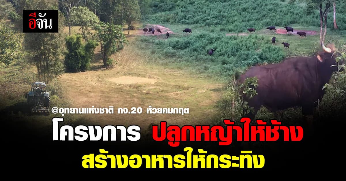 โครงการ ปลูกหญ้าสร้างอาหารให้ช้าง – กระทิง มอบแหล่งอาหาร ที่ ปลอดภัย
