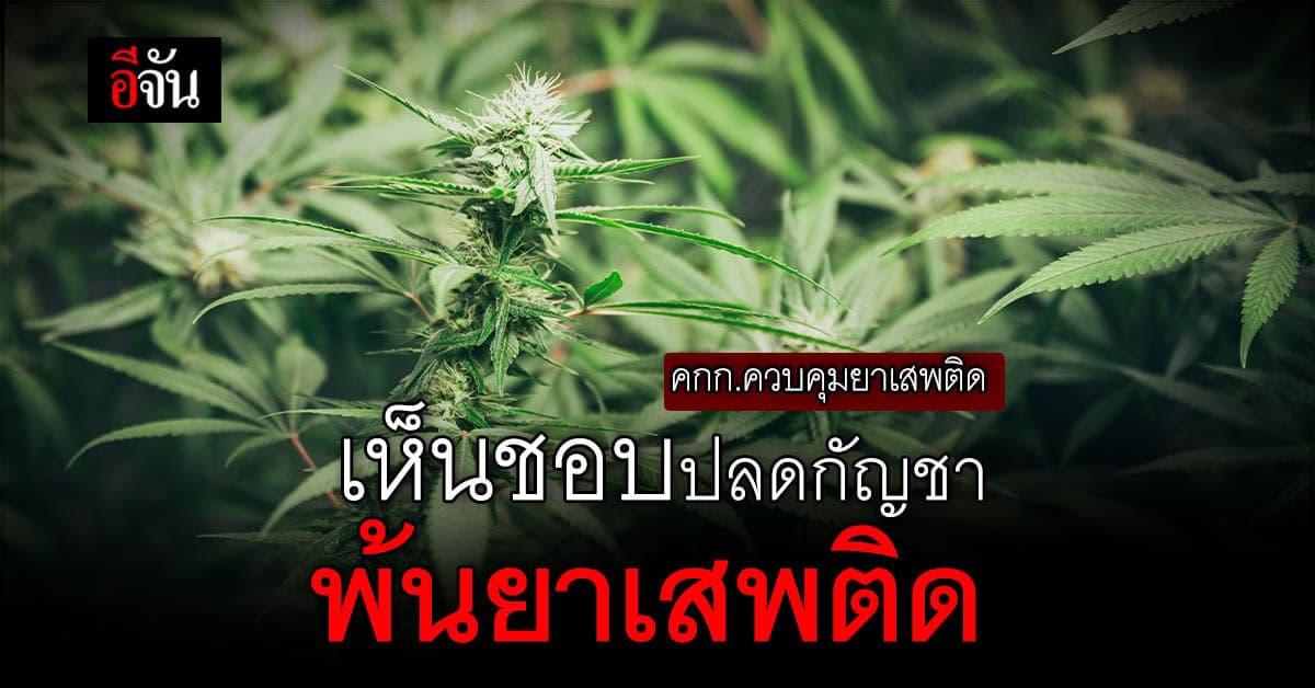 ด่วน! คกก.ควบคุมยาเสพติด เห็นชอบ ปลดล็อกกัญชาพ้นรายชื่อยาเสพติดแล้ว
