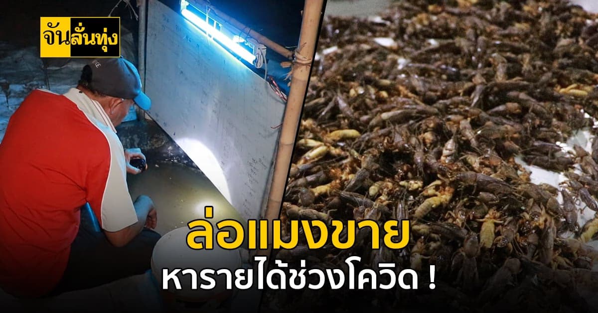 สุดยอดไอเดียชาวบ้าน ! ใช้เครื่องเสียงล่อแมลงกระชอน หารายได้ช่วงโควิด