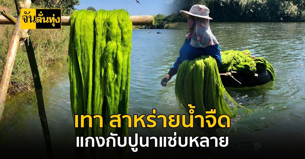 เทา สาหร่ายน้ำจืด อาหารท้องถิ่น ประโยชน์สุดปัง แกงใส่กับปูแซ่บคักๆ