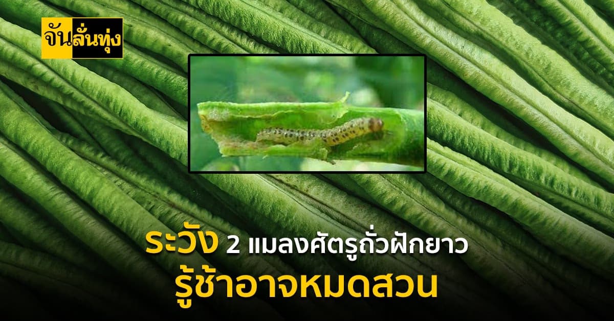 เตือน เกษตรกรผู้ปลูกถั่วฝักยาวระวังการระบาดเพลี้ยอ่อนและหนอนเจาะ