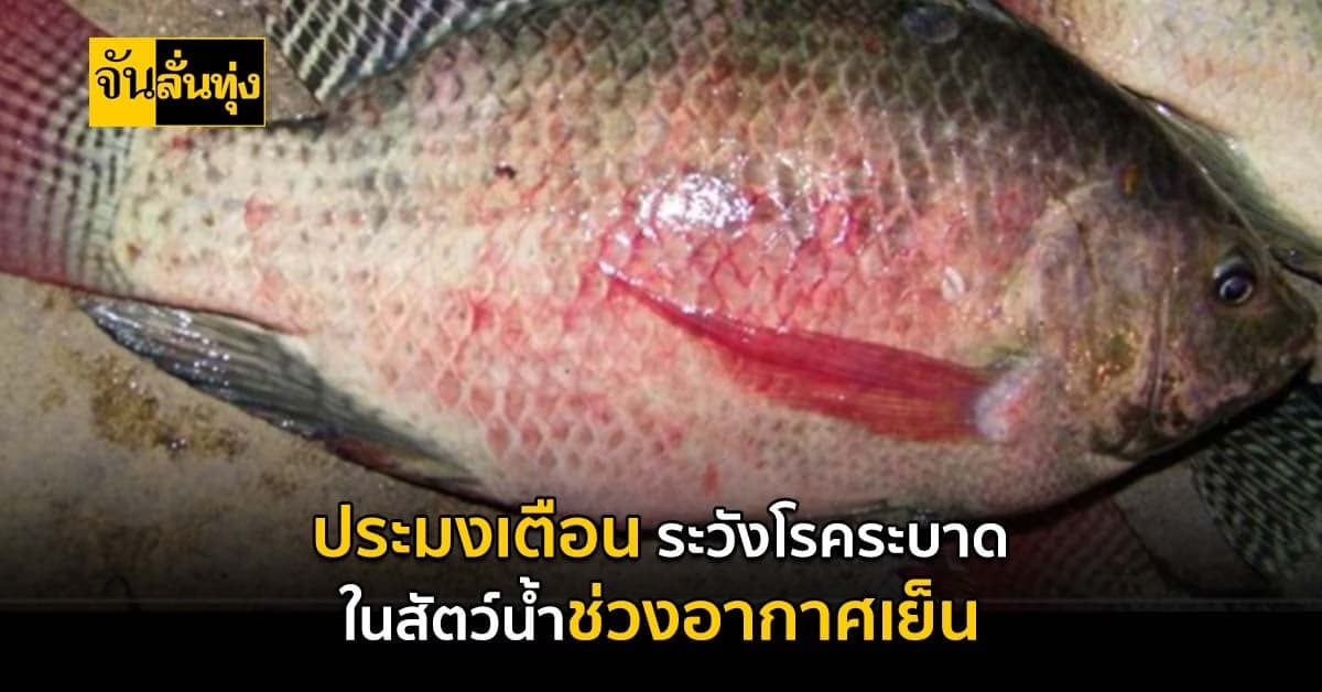 กรมประมงเตือนเกษตรกรเฝ้าระวังโรคระบาดปลา ช่วงอากาศเย็น