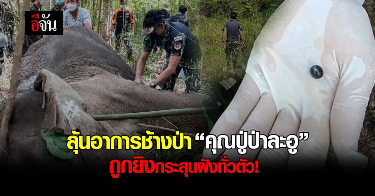ลุ้นอาการช้างป่า “คุณปู่ป่าละอู” หลังเจ็บหนักจากการต่อสู้และถูกยิง
