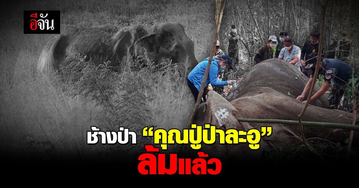 ส่งช้างป่าคุณปู่ป่าละอู กลับดาวช้าง หลังทนพิษบาดแผลไม่ไหวล้มแล้ว