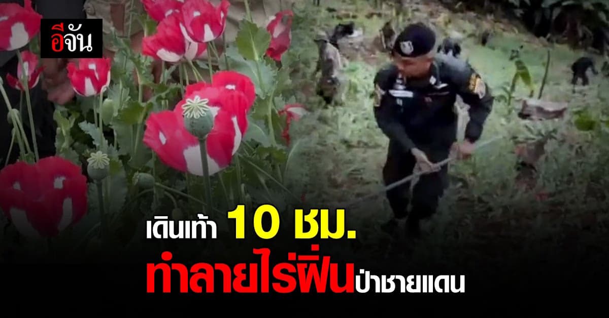 ปทส. เดินเท้า 10 ชม. ทำลาย ไร่ฝิ่น กลางป่าชายแดนไทย