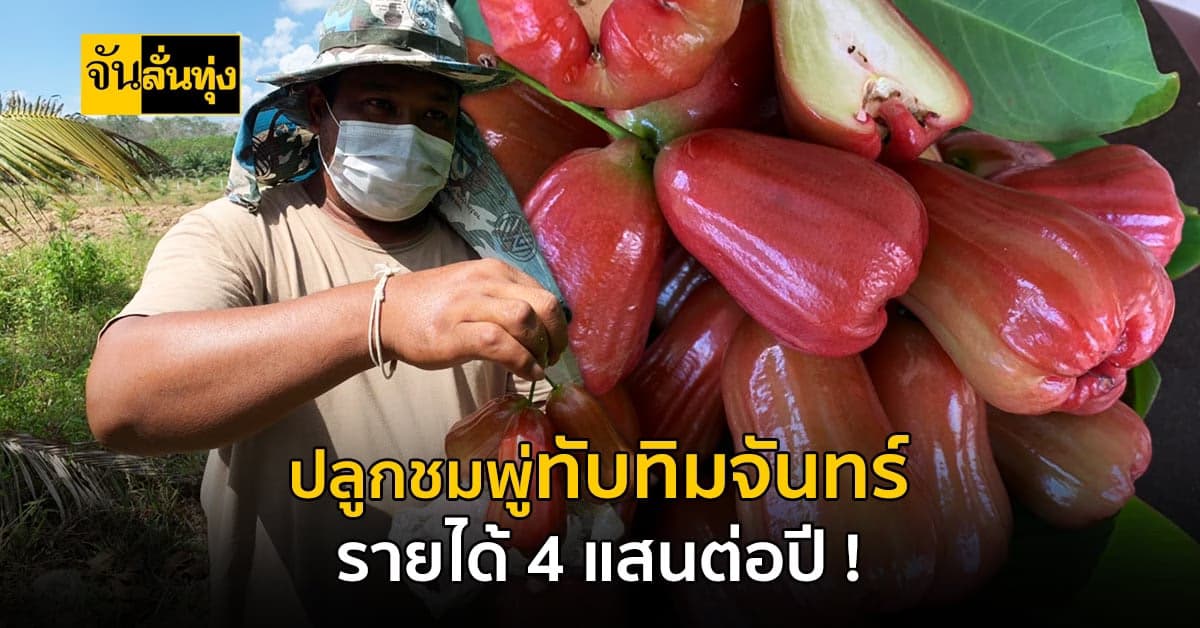 เกษตรตรัง โค่นสวนยาง ปลูก ชมพู่ทับทิมจันทร์ สร้างรายได้หลักแสน !