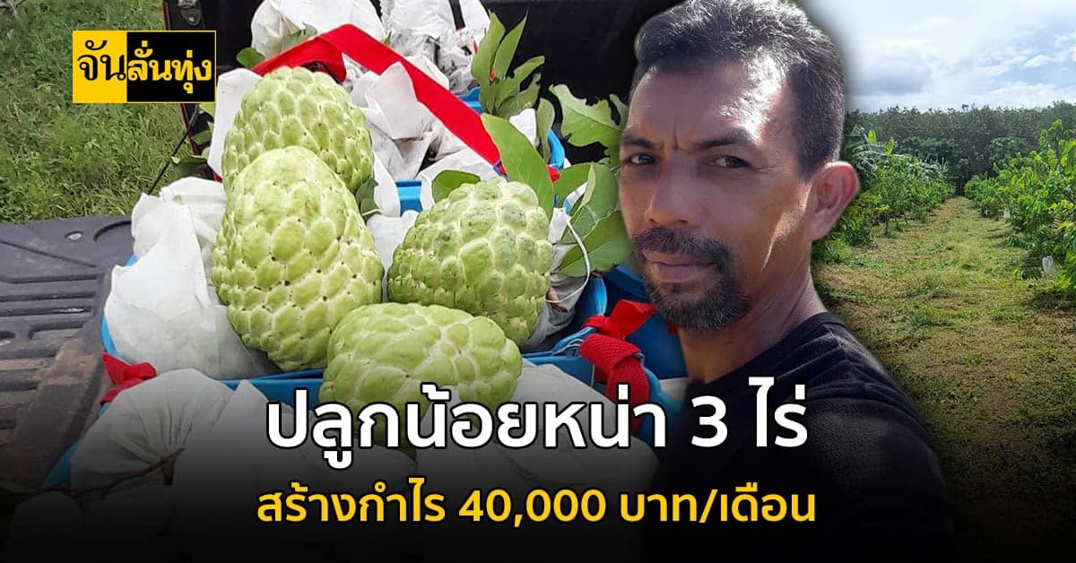 แบ่งพื้นที่สวนยาง ปลูกน้อยหน่าสร้างรายได้ 40,000 บาท/เดือน