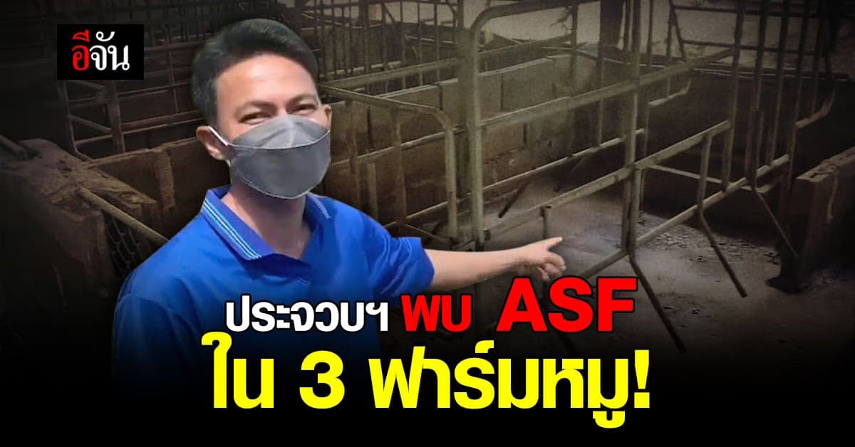 พบโรค ASF ในฟาร์มหมูที่ประจวบคีรีขันธ์ ปศุสัตว์ทำล้ายทิ้งกว่าร้อยตัว!