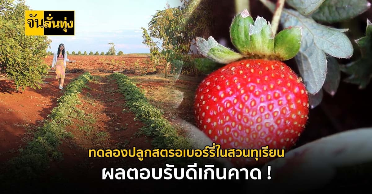เกษตรกรชาวโคราช ทดลองปลูกสตรอเบอร์รี่ ในสวนทุเรียน ผลตอบรับดีเกินคาด !