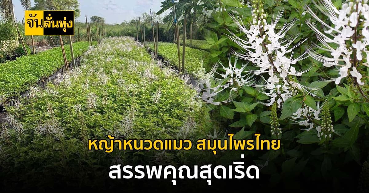 หญ้าหนวดแมว สมุนไพรแบบไทย ที่ สรรพคุณ เริ่ดมาก