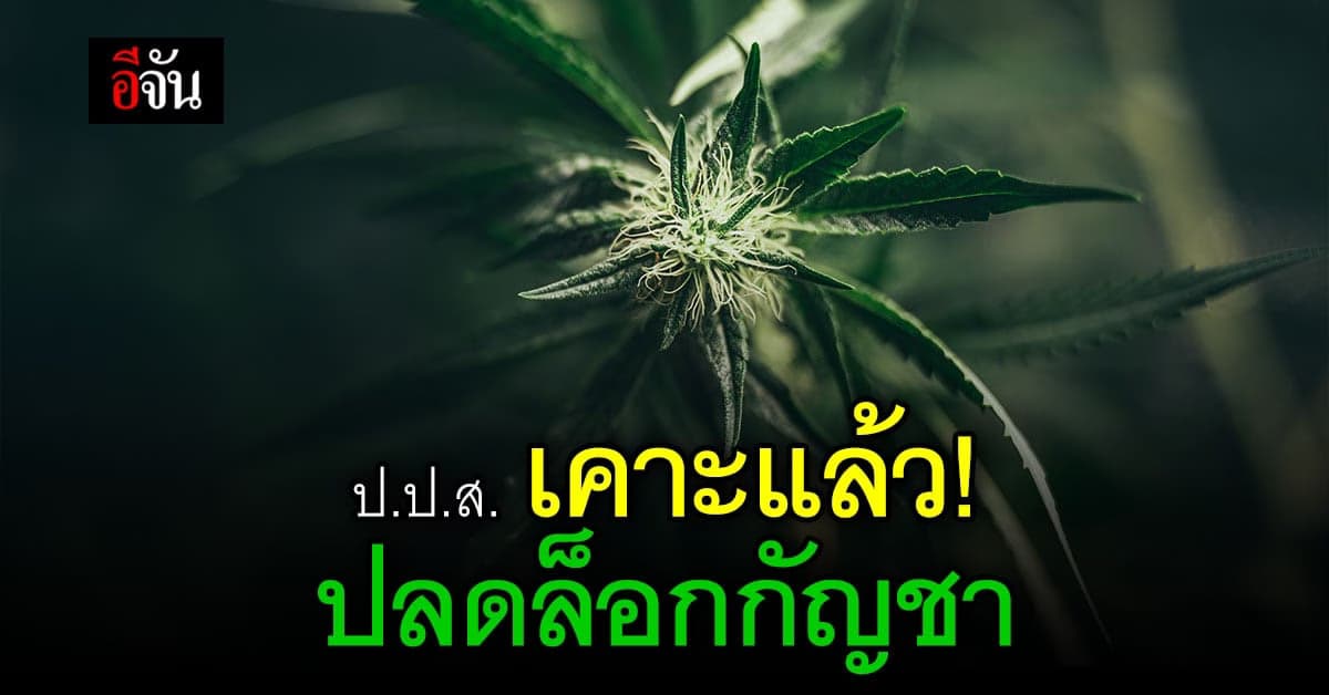 บอร์ด ป.ป.ส. มีมติ ปลด กัญชา ออกจาก ยาเสพติดให้โทษประเภท 5