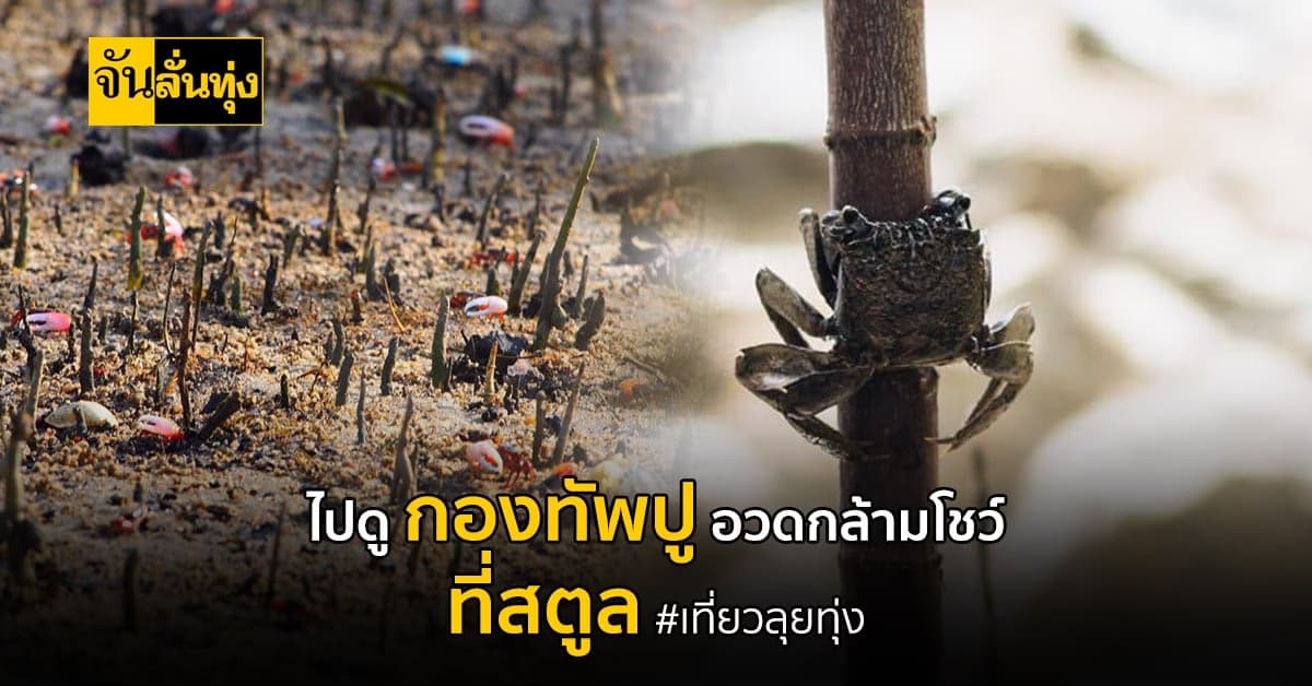 จับมือทุกคน ไปเที่ยว จ.สตูล ไปดู กองทัพปู ออกมาอวดก้ามโชว์