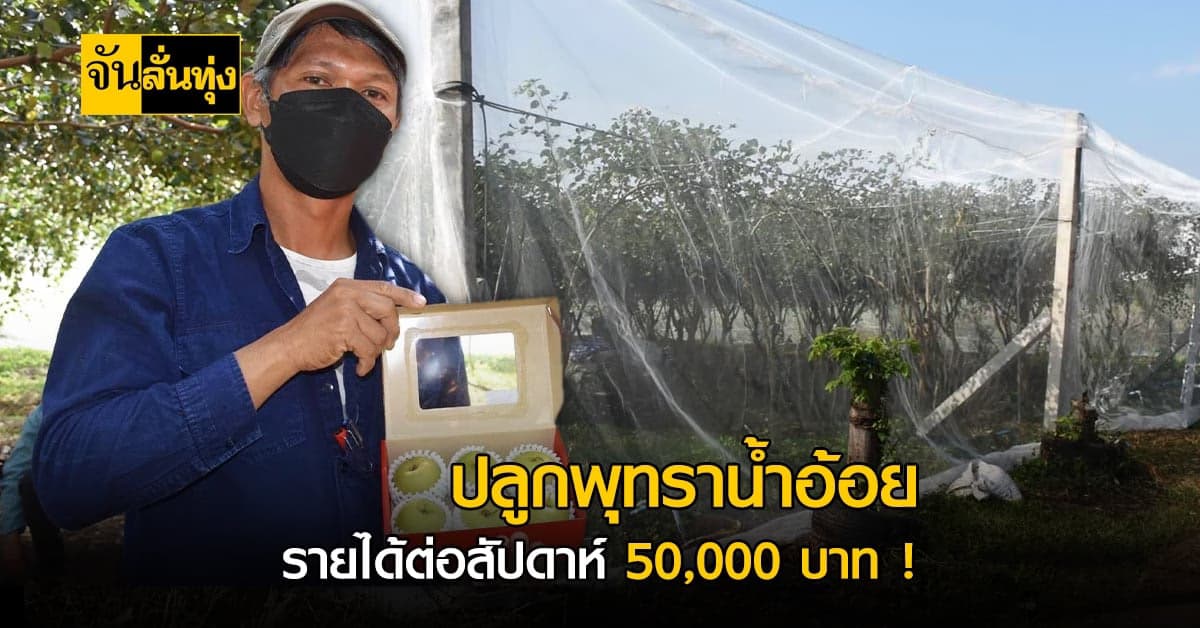 เกษตรกรเมืองลับแล ปลูกพุทราพันธุ์น้ำอ้อย ยอดจอง 200 กก. ต่อสัปดาห์