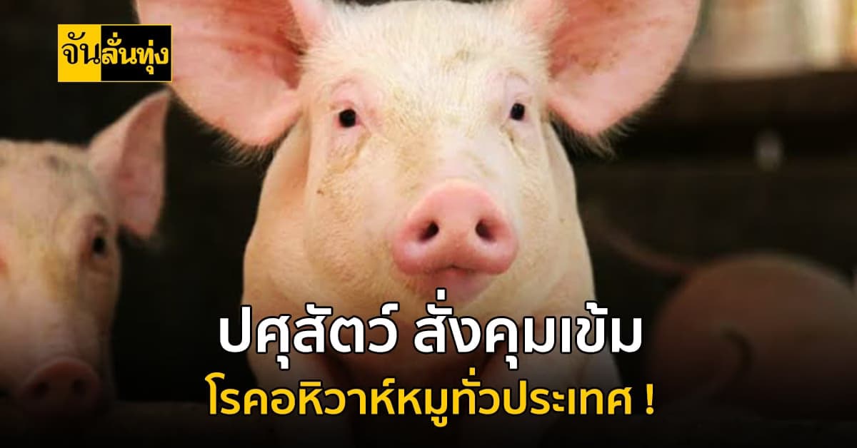 กรมปศุสัตว์ สั่งคุมเข้ม โรคอหิวาต์หมูทั่วประเทศ