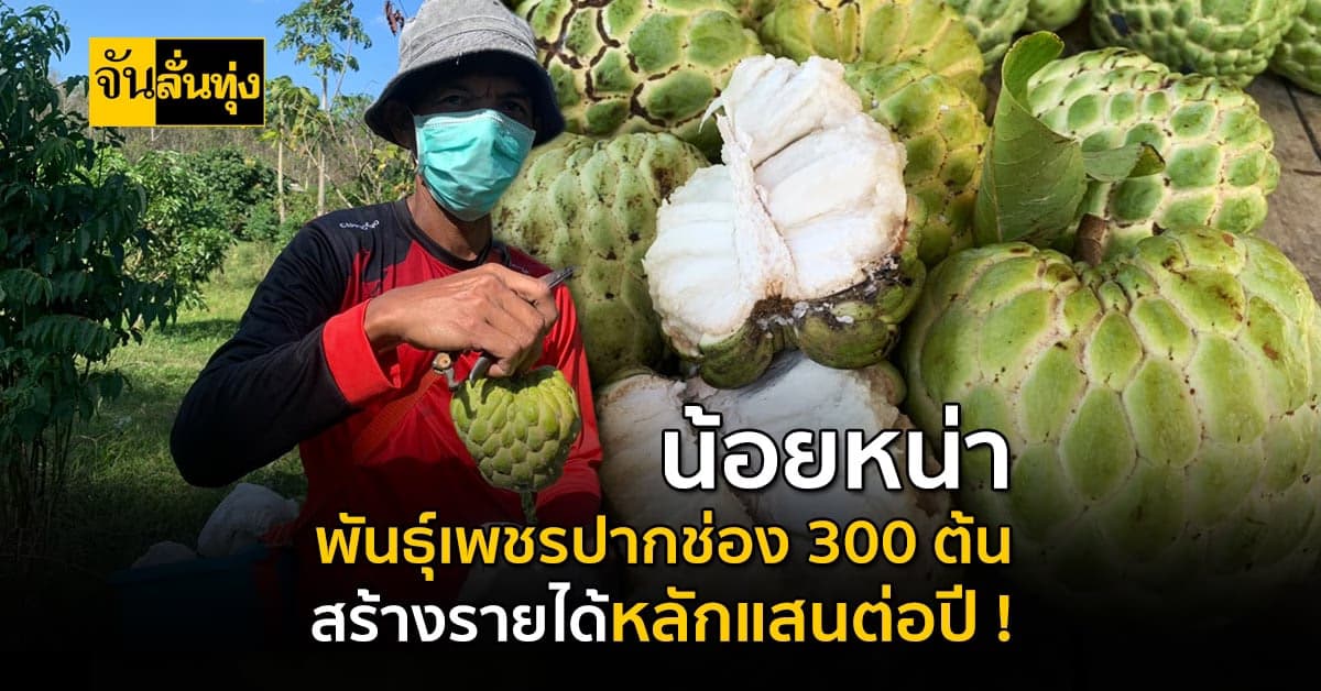 เกษตรกรตรัง ปลูกน้อยหน่าในสวนยางพารา รายได้หลักแสน !