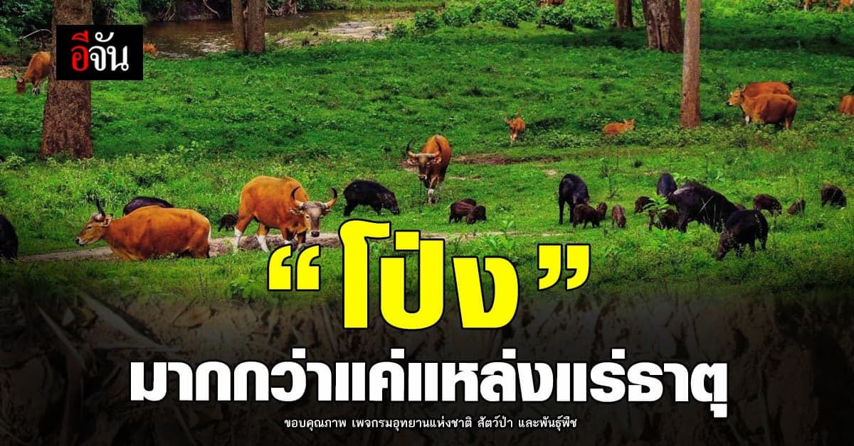 โป่ง เป็นมากกว่าแค่แหล่ง แร่ธาตุ ถือว่าเป็นจุดเชื่อมโยงทาง ธรรมชาติ