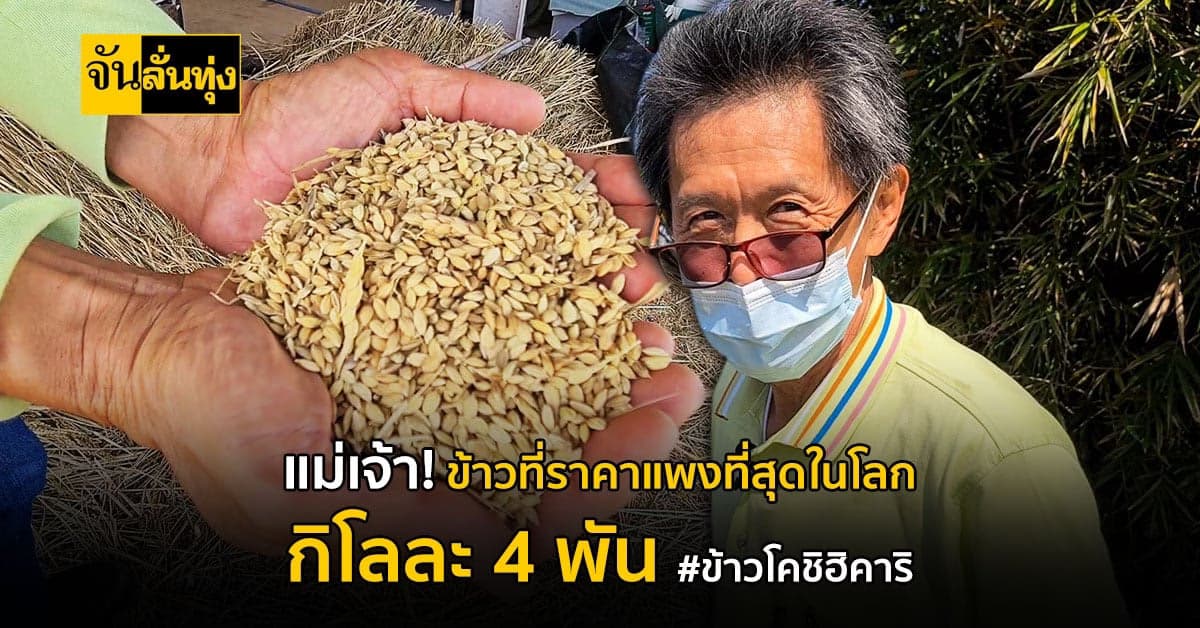 ชาวนาลำปาง ทดลองปลูกข้าวโคชิฮิคาริ แบบตอซัง ข้าวที่ราคาแพงที่สุดในโลก