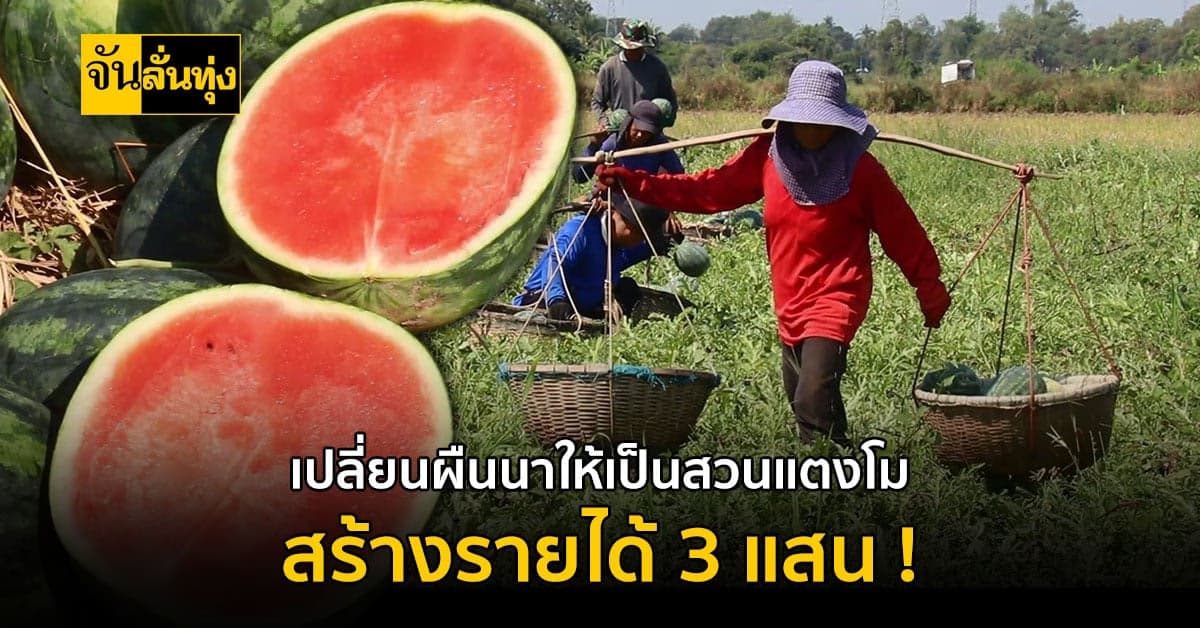 เกษตรกรเมืองพิจิตร พลิกผืนนากว่า 10 ไร่ ปลูกแตงโมหลังนา รายได้ดี