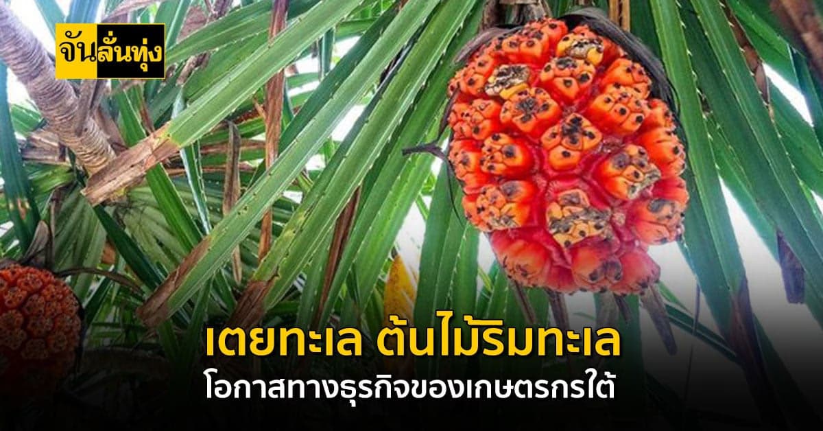 เตยทะเล ต้นไม้หลายประโยชน์ มีมูลค่าสร้างธุรกิจ