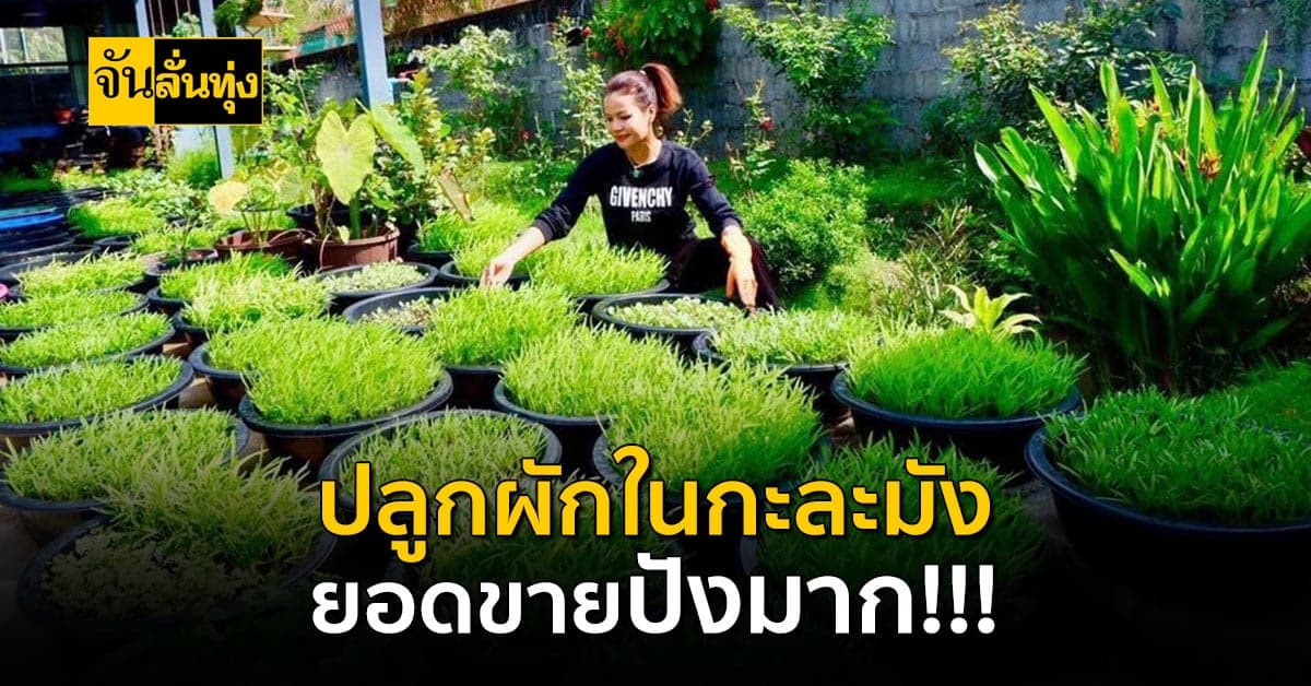 ไอเดียดีสร้างเงินได้ สาว ป.โทร ไอเดียเก๋ปลูกผักลงกะละมัง ยอดขายปังมาก