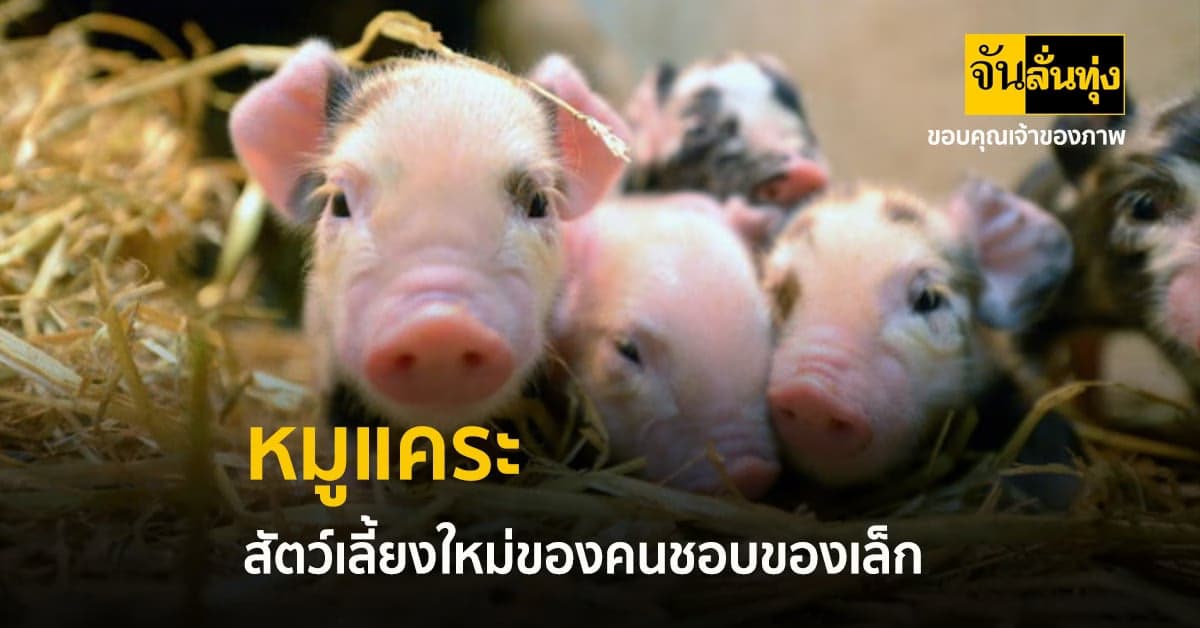 เอาใจสายเลี้ยงสัตว์ กับ หมูแคระ อีกหนึ่งทางเลือกของคนไม่ชอบหมาแมว