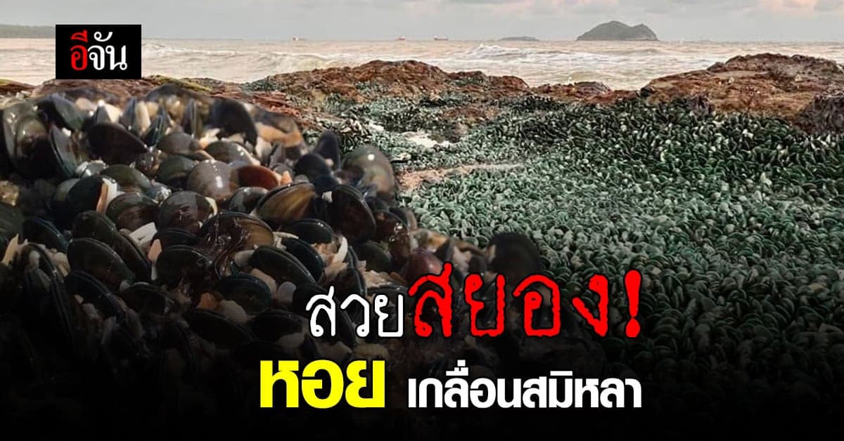 ปกติของธรรมชาติ ? หอยแมลงภู่ เกาะโขดหิน เกลื่อน สมิหลา