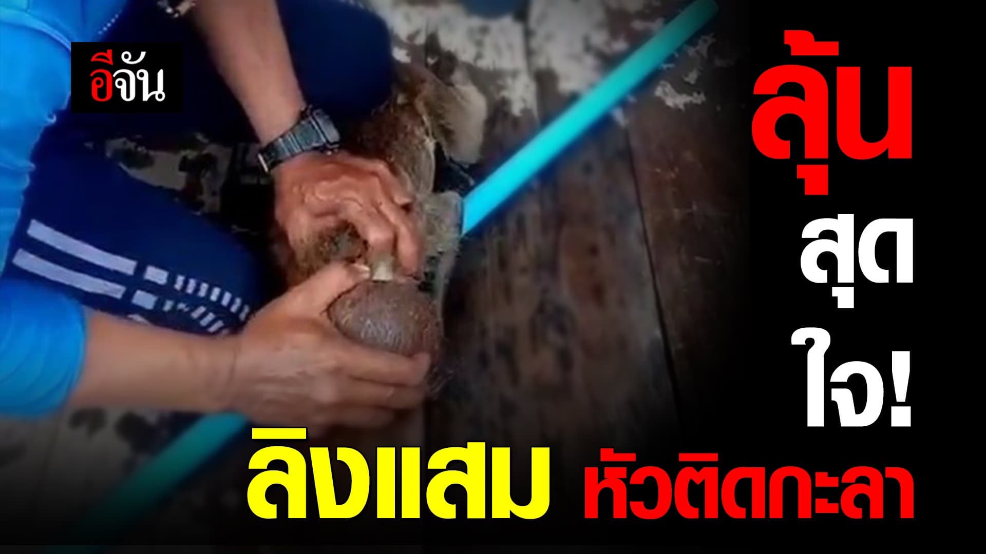 คลิป : ลุ้นสุดใจ! ช่วยแสมน้อย หัวติดกะลา