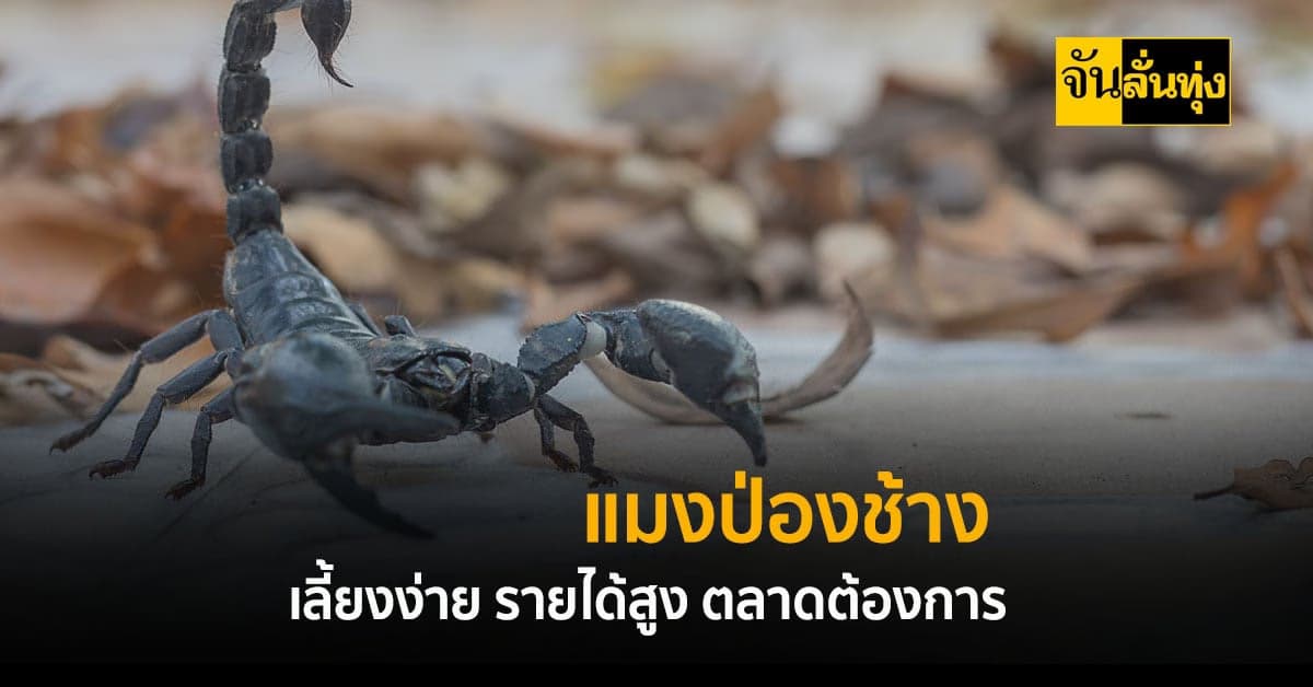 แมงป่องช้าง เลี้ยงอย่างไร สัตว์เศรษฐกิจตลาดต้องการสูง