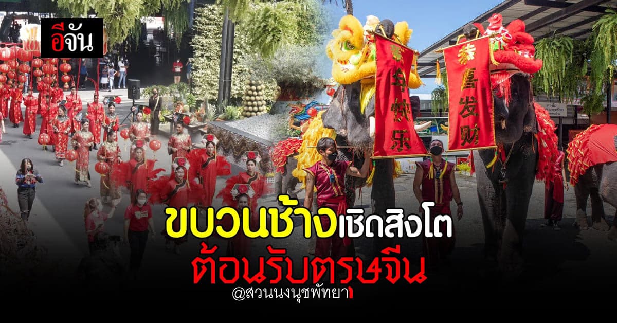 ต้อนรับตรุษจีน? สวนนุงนุช จัด ขบวนเชิดสิงโต จาก ช้างแสนรู้