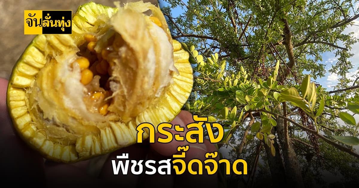 กระสัง พืชพื้นบ้าน รสชาติจี๊ดจ๊าดถึงใจ