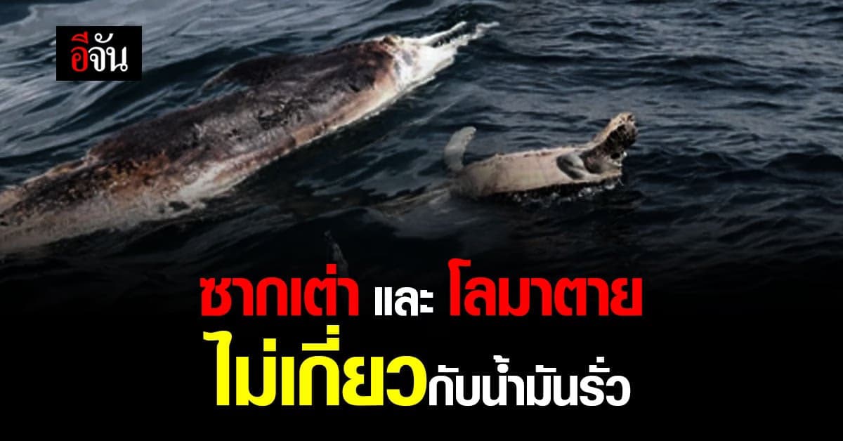 กรมทรัพฯ เผยผล ผ่า ซากเต่าและโลมา พบ ไม่เกี่ยว คราบน้ำมัน มาบตาพุด
