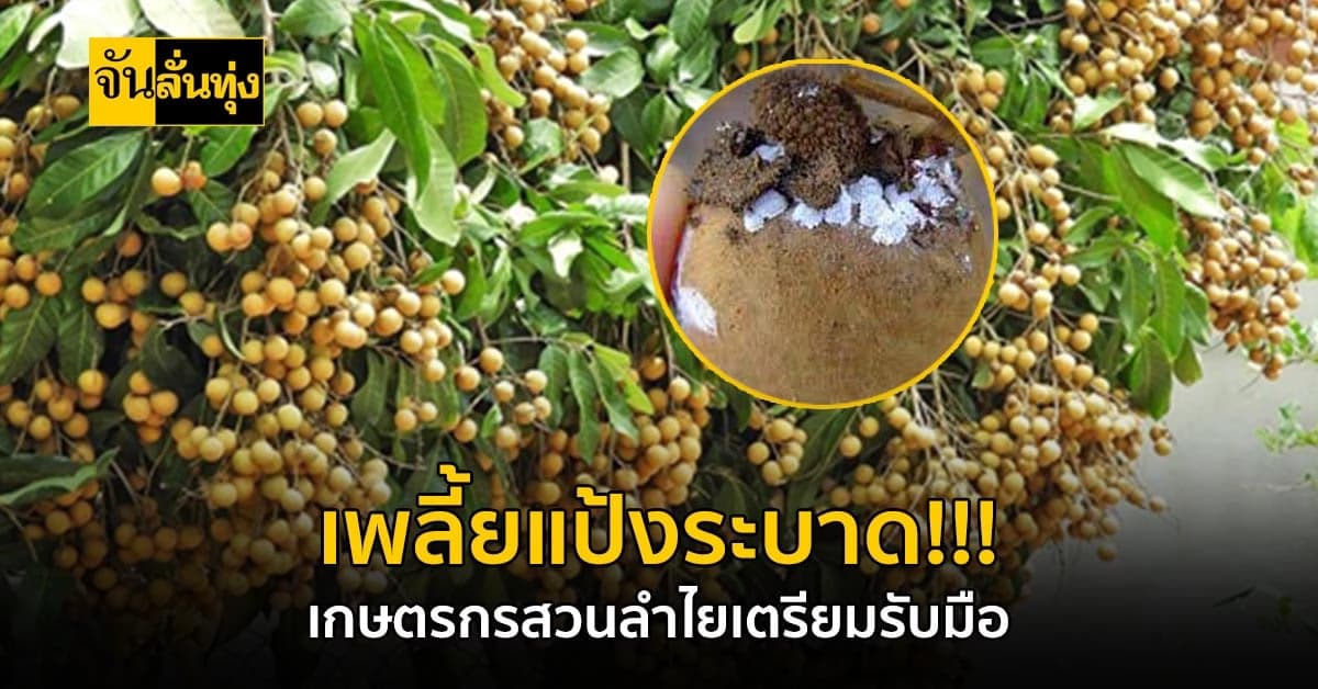 เพลี้ยแป้งศัตรูร้ายทำลายสวนลำไย เตือน!!! เกษตรกรเตรียมรับมือ