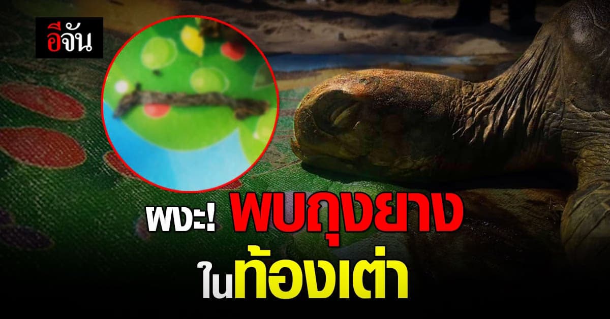 ผงะ! เจ้าหน้าที่ผ่าพิสูจน์ซากเต่า พบถุงยางในท้อง