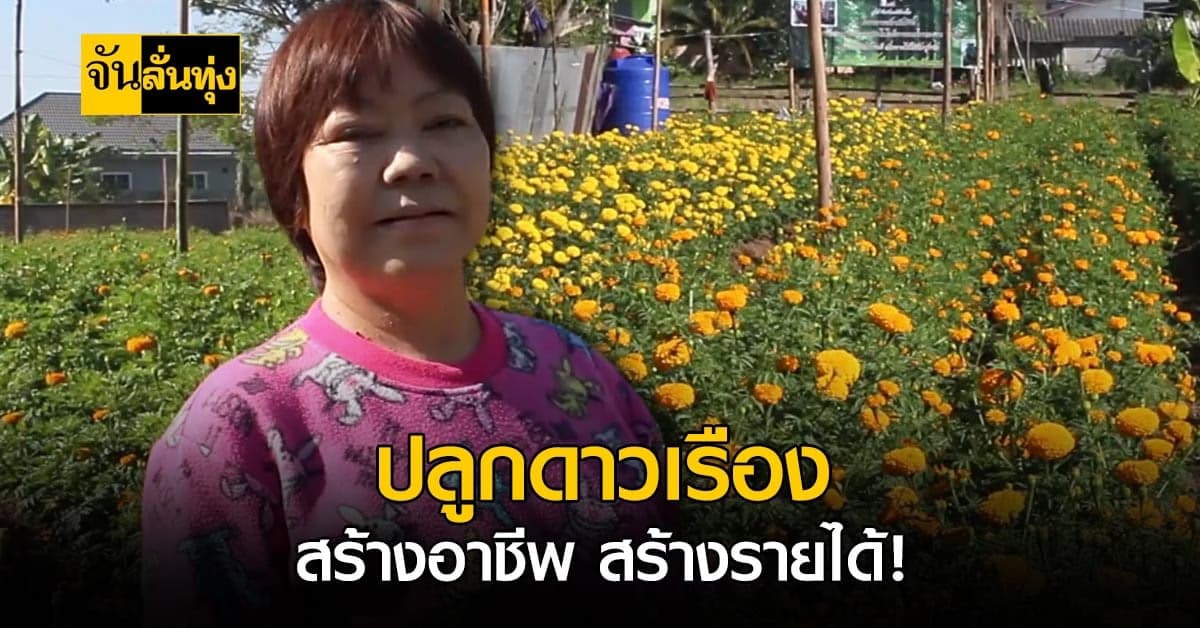 ปลูกดาวเรืองขาย อาชีพเล็ก ๆ แต่สร้างรายได้วันละไม่ต่ำกว่า 700 บาท