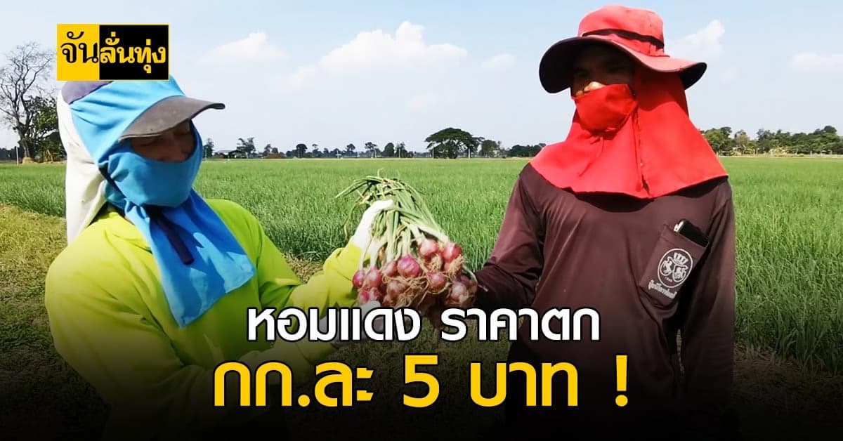 ขาดทุนยับ ! ชาวศรีสะเกษ เจอราคาหอมตกต่ำเหลือ กก.ละ 5 บาท !